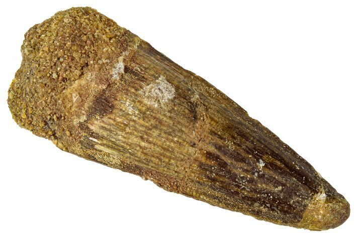 Fossil Spinosaurus Tooth - Real Dinosaur Tooth #331490